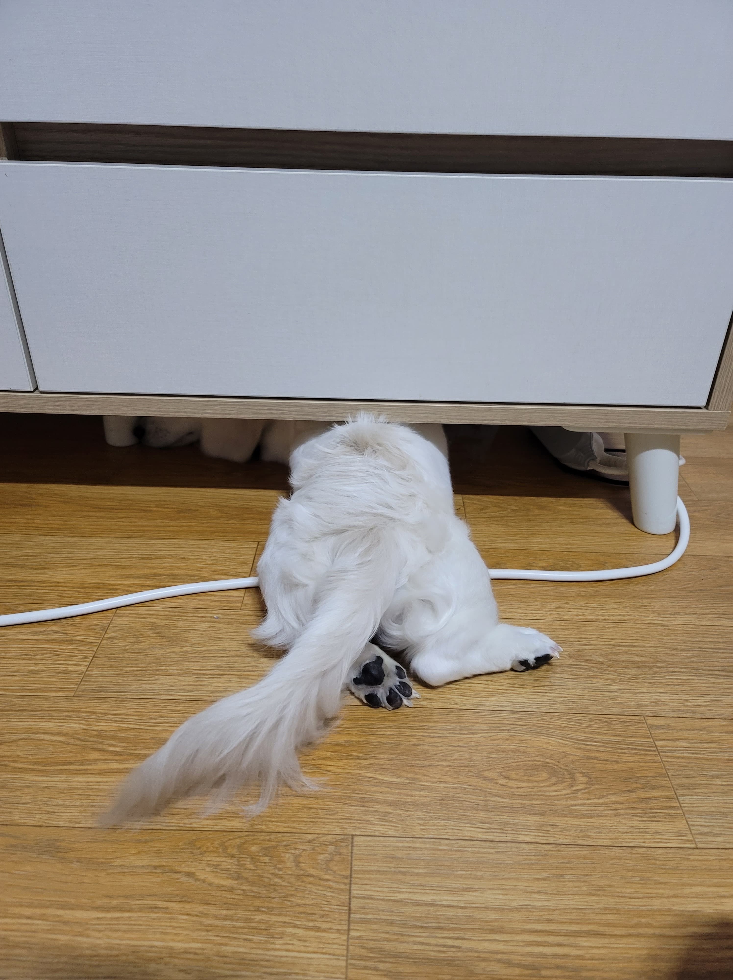 숨었는데 안보이겠지??