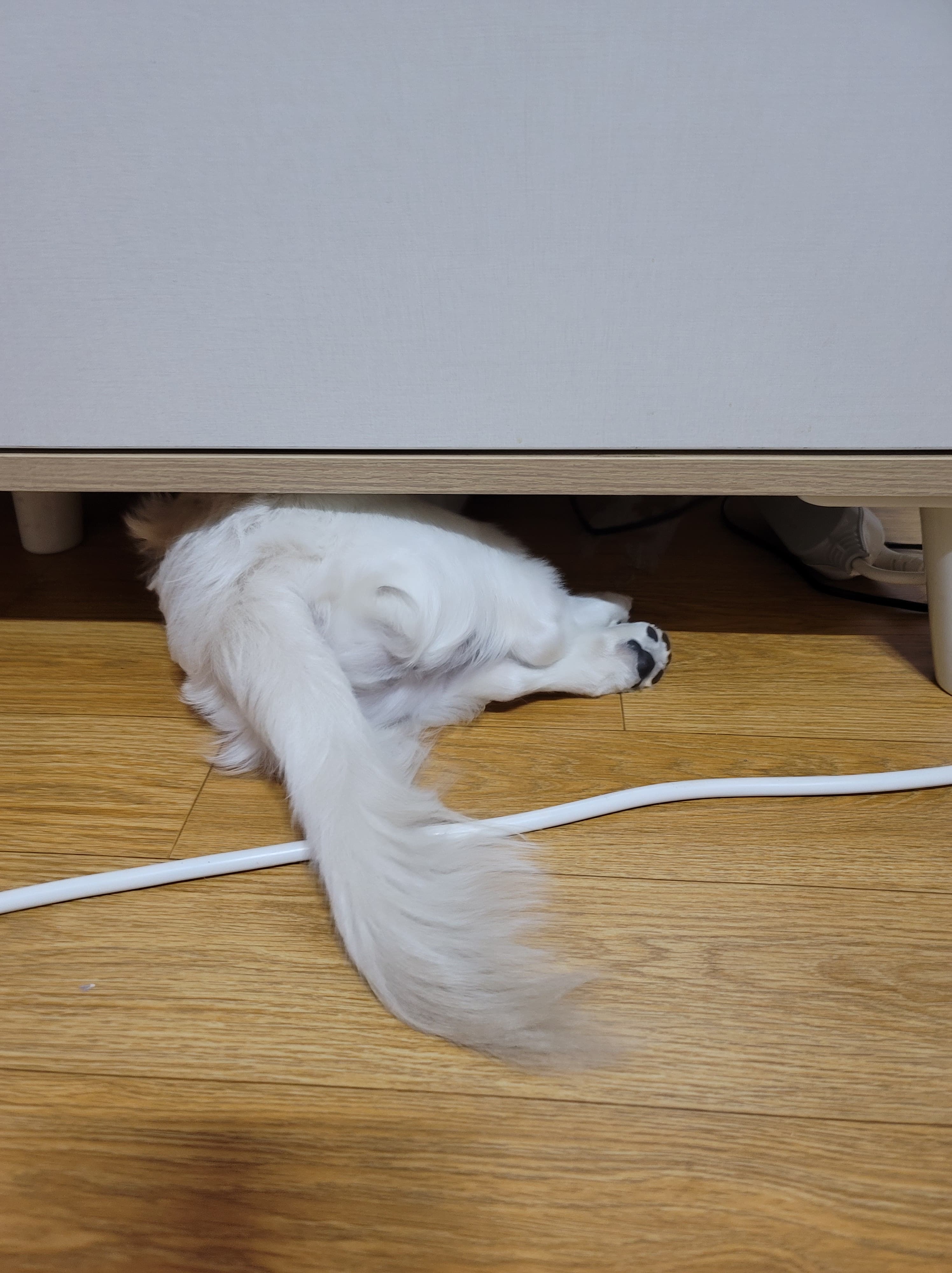 숨었는데 안보이겠지??